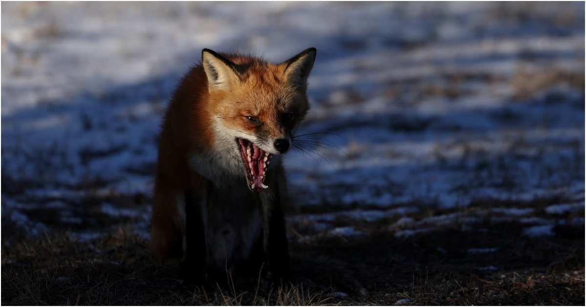 ঘাসে বিচরণরত শেয়াল। ছবি: রয়টার্স
